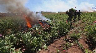 Operativos del Ejército Mexicano destruyen 232 plantíos de amapola y mariguana 