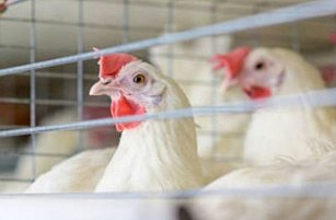 México frena importación de productos avícolas brasileños por gripe aviar