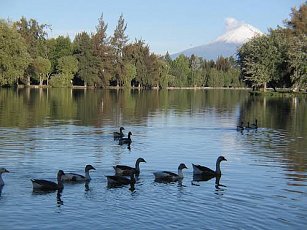 Patos domésticos abandonados afectan el ecosistema de la laguna de San Baltazar