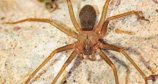 Casos de mordedura de araña violinista incrementaron en Puebla durante 2024
