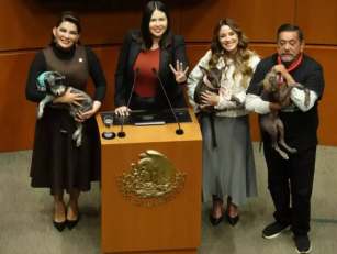 Senado aprueba reforma para garantizar el bienestar y la protección de los animales