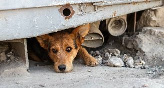 Tlaxcala iniciará censo de perros y gatos para fomentar tenencia responsable