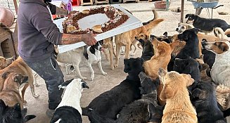 Celebran con "perrirrosca" el Día de Reyes en refugio Orejitas de Gala 