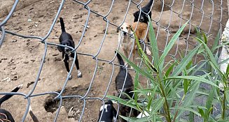 Denuncian nuevo caso de maltrato y tortura animal en Calpulalpan