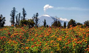 Tepeyanco se llena de vida y color con la flor de cempasúchil en Día de Muertos