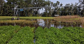 Impacto Económico del Huracán Debby en la Agricultura de Florida: Pérdidas Millonarias Estimadas