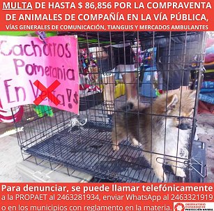 Advierte OCPA de multas por compra venta de animales en vísperas de Reyes Magos