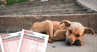 Señala OCPA a partidos que ganaron alcaldías omisos a Ley de Bienestar Animal