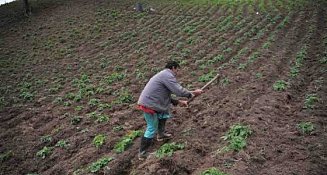  Al 94.94% afectaciones de sequía en unidades de producción agrícola en Tlaxcala