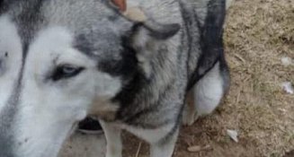 Propaet denuncia atropello de perro por vehículo oficial en Tlaxcala