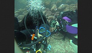 Investigadoras estudian enfermedad mortal que afecta a los peces en Galápagos