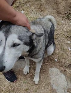 Propaet denuncia atropello de perro por vehículo oficial en Tlaxcala