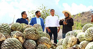 Apoyan a productores de mezcal en San José el Aguacate