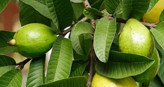 ¿De dónde proviene el té de guayaba?