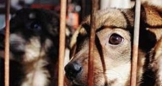 Autoridades darán luz verde a capturas y matanzas de perros en situación de calle