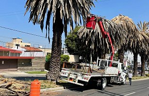 Realizan intervención de palmeras en La Paz y Avenida Juárez