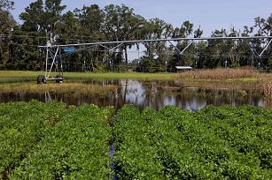 Impacto Económico del Huracán Debby en la Agricultura de Florida: Pérdidas Millonarias Estimadas