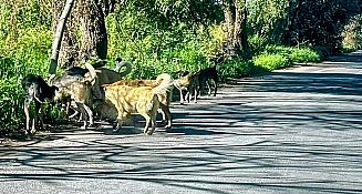 Necesario elevar Protección Animal a rango Constitucional en Tlaxcala: OCPA 