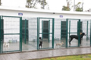 Gobierno reconoce que Puebla no cuenta con suficientes centros de bienestar animal