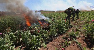 Operativos del Ejército Mexicano destruyen 232 plantíos de amapola y mariguana 