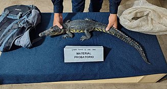 Encuentran cría de cocodrilo de pantano dentro de mochila en el Zócalo de Puebla