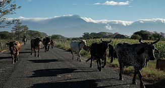 México confía en reabrir frontera con EE.UU. a exportación de ganado