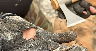 Plan de acción para el rescate de la fauna de Tlaxcala tras incendios
