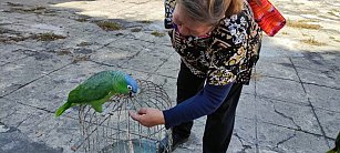 Marcharán en Puebla a favor de los derechos de animales 