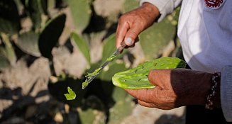 Feria del Nopal Tlaxcalancingo 2025 espera más de 10 mil visitantes en su edición 29