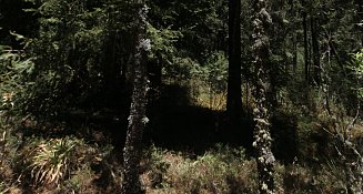  Inauguran Centro de Promoción Ambiental "Tepachcatl" en Tlaxcala para Combatir Incendios Forestales