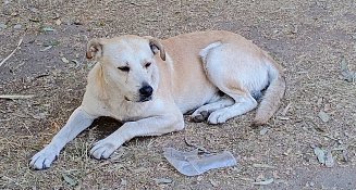 Solicitud de información del OCPA sobre maltrato animal en Tlaxcala