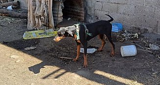 Imparable maltrato animal en Tlaxcala, PROPAET atiende dos casos en Chiautempan y Tlaxco