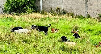 Multas por maltrato animal en Tlaxcala: ¿por qué son tan bajas?