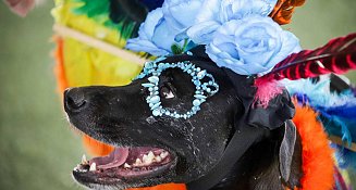 Reconocimiento a los fieles amigos caninos en el Festival Sendero AlMictlán