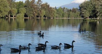 Patos domésticos abandonados afectan el ecosistema de la laguna de San Baltazar