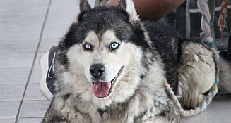 Llevan jornadas de protección animal a colonias de Puebla