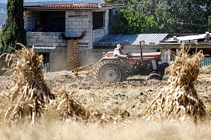 Agricultores de Panotla adelantan la siembra de maíz para mejores cosechas