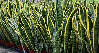 ¿Qué es la Sansevieria trifasciata?