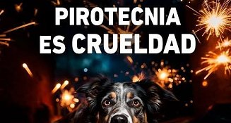  46 municipios para reportar el uso ilegal de pirotecnia y proteger a animales