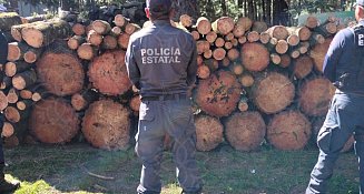 Recuperan 400 piezas de madera y vehículos en operativos en La Malinche contra delitos ambientales