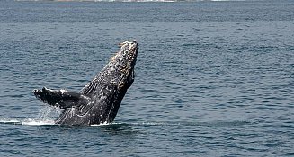 Es físicamente imposible que una ballena jorobada se trague a una persona