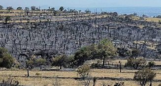 Reforestación de San Gabriel: Estudio y recuperación tras el incendio