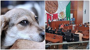 Congreso de Tlaxcala impulsa reformas para la protección y respeto hacia los animales