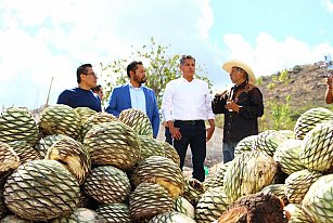 Apoyan a productores de mezcal en San José el Aguacate