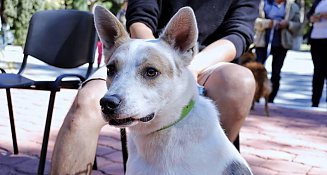 Protege a tus animales de compañía durante las fiestas navideñas