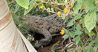 ¡Aguas con el coco! Localizan cocodrilo deambulando en Ixtacuixtla