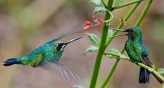El colibrí: símbolo de buena suerte y guía espiritual