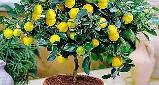¿Cómo hacer que tu limonero florezca y produzca más frutos?