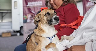  Ayuntamiento de Puebla promueve cuidado responsable de mascotas con Jornada de Salud Animal