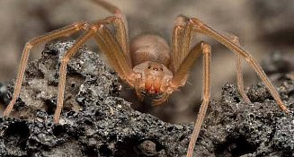 Alertan en Tlaxcala por aumento de picaduras de araña violinista